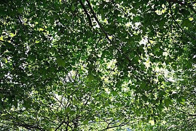 《巫师4》NPC栩栩如生 他们对希里的反应各不相同